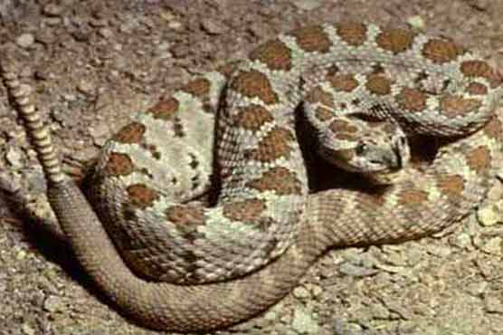 California teen steps into rattlesnake nest, survives