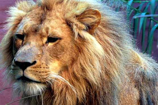 Lion creates panic at Macedonian circus 