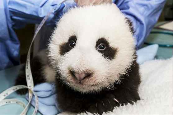 100 days after birth, San Diego panda gets name