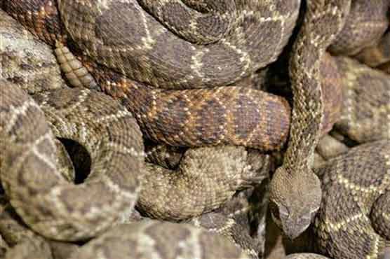 Teen searching for cellphone signal attacked by snakes