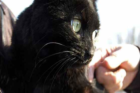 Missing cat found 6 days after Indianapolis blast 