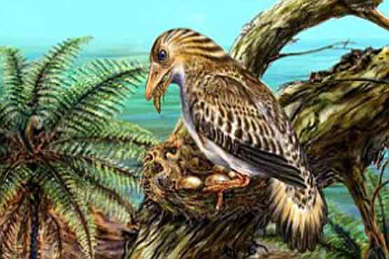 'Birds first evolved wings for warmth rather than flight'