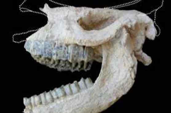 Rhino fossil found preserved in volcanic eruption