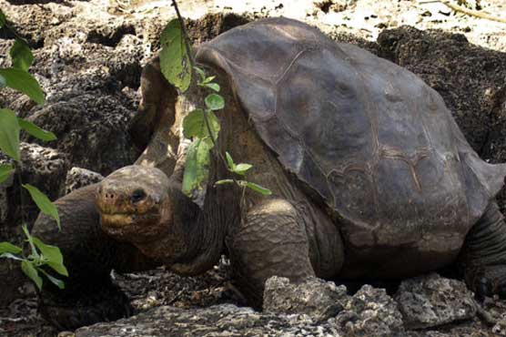 Scientists: Galapagos tortoise can be revived