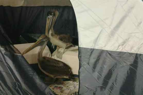 Pelicans blown north by Sandy get back to Florida