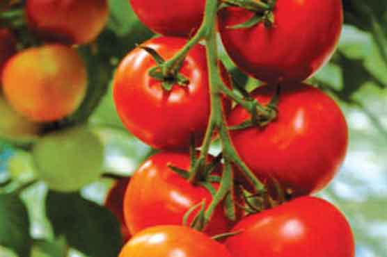 Eating tomatoes lowers stroke risk 