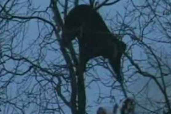 Jeering mob tries to burn bear in IHK 