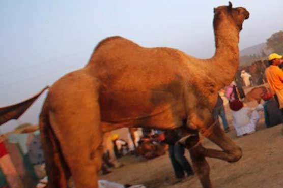 Circus camel takes detour through Calif. city