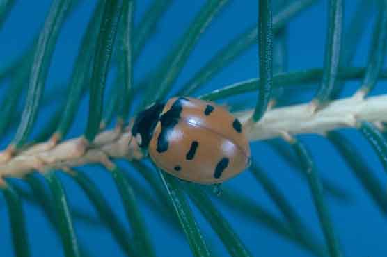 Hot weather beetles eating away Canadian forests 