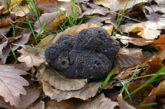 Climate change hitting Perigord black truffles 