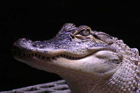 Pot-protecting alligators greet U.S. police