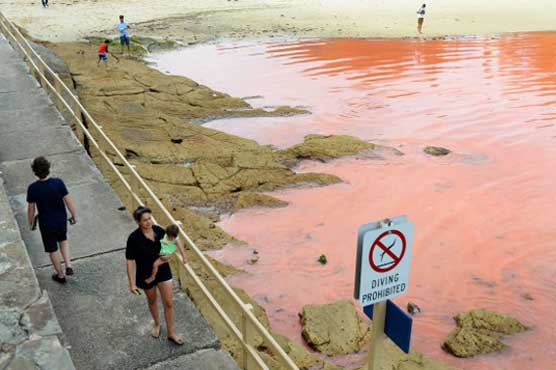 Australia's Bondi beach closed by red algae bloom