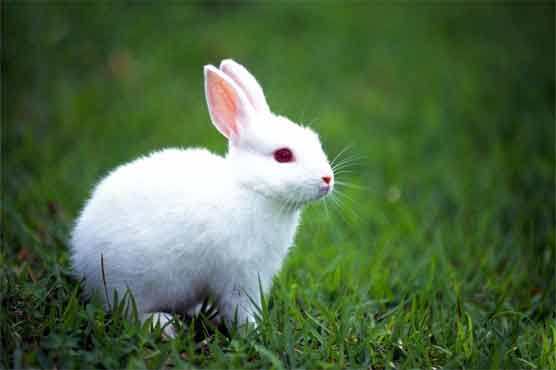 Teacher jailed for killing rabbits in class 