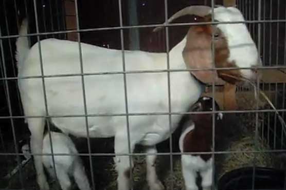 Polish court nixes ritual animal slaughter