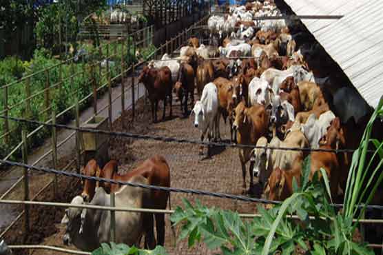Malaysia keen to import livestock from Pakistan
