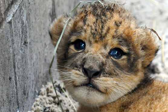 Children find lion cub, take it to school