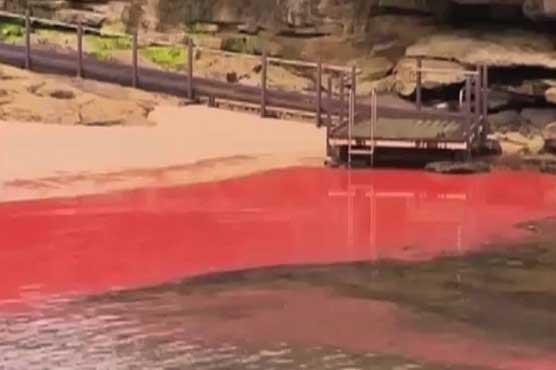 Algae turns Australian oceans milky pink