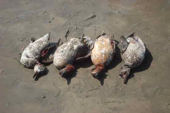 UAE citizens detained over illegal hunting in Balochistan