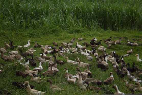 Bird flu kills 4,000 wild ducks in Russia