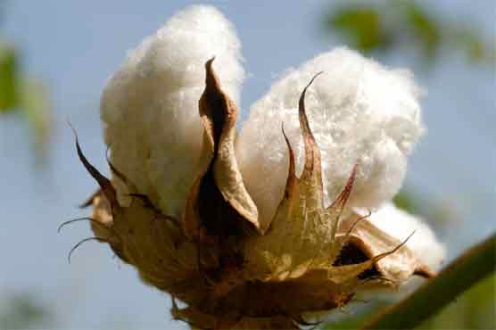  Cotton price ups as rupee loses worth