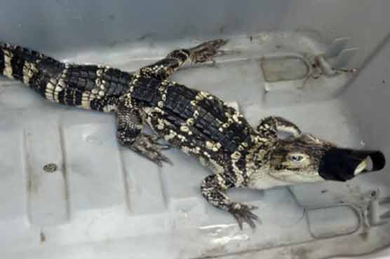 Couple busted for possession of guns, alligator