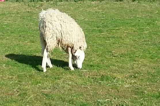 Sheep with upside down head sparks internet debate