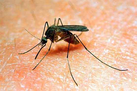  Mosquitoes home in on human body odour