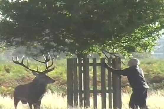 Man climbs tree to escape stag on park 