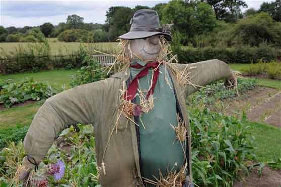 Music graduate gets job as human scarecrow 