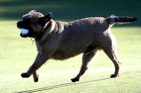 Dog runs away with Caseys ball
