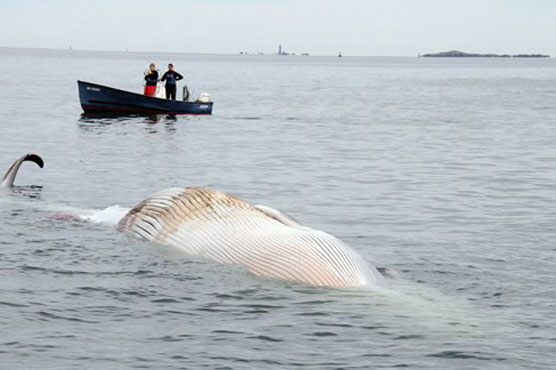 50-foot finback whale found dead in Boston Harbor