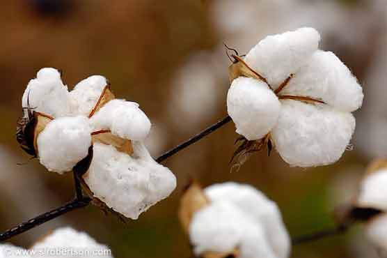 Cotton price goes up in local market