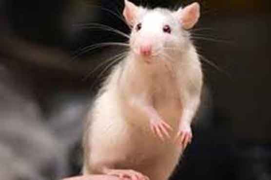 Study says mice can sing 