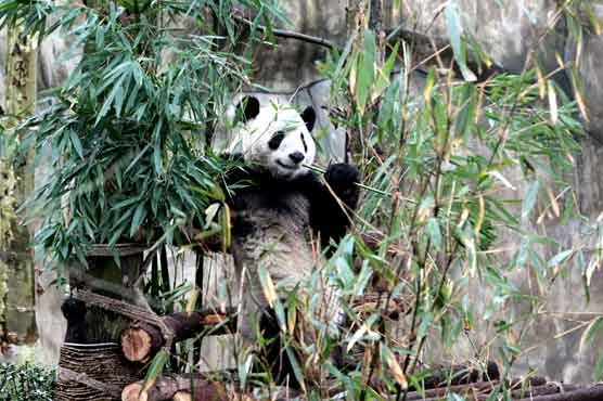 China releases Panda after special survival regime