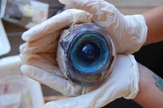 Softball-sized eyeball washes up on Florida beach