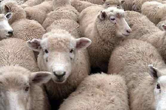 Australian sheep free from disease: Report