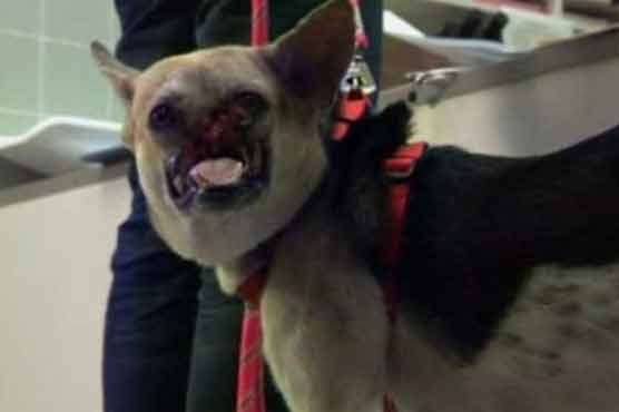Dog without snout taken to US for treatment