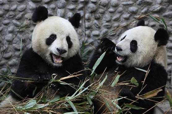 Chinese scientist says prehistoric man ate pandas