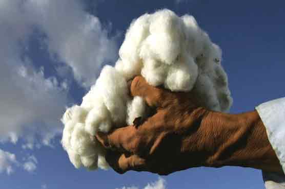 Doctors, nurses forced to pick cotton