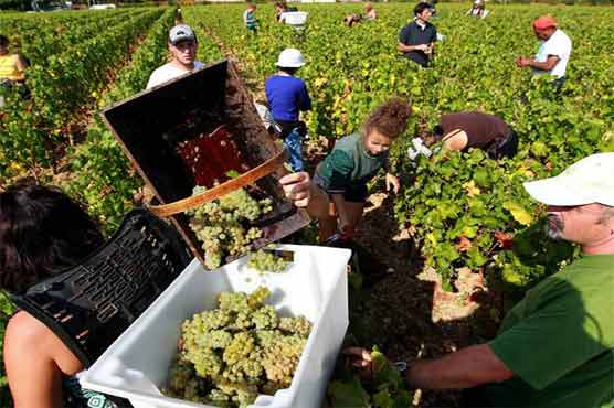 Worst grape harvest in half century 