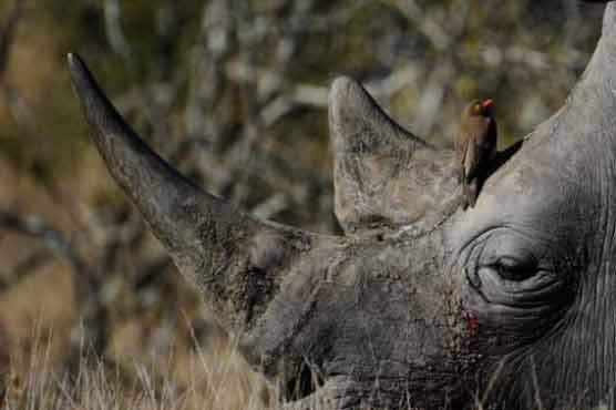 2012: 455 rhinos killed in S Africa 