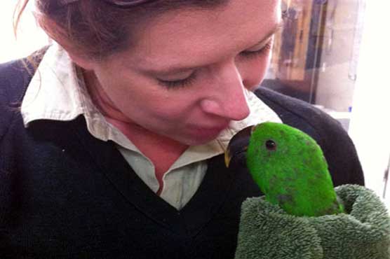 Missing zoo parrot plays chicken