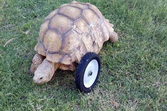 Exotic stolen animals recovered in denver