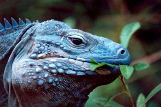 Grand Cayman blue iguanas now listed as endangered