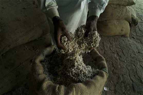 'Cotton exports declining due to seed shortage' 