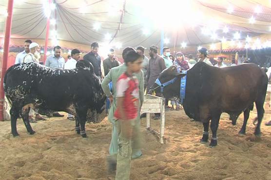 Karachi: Activities at cattle markets in full swing