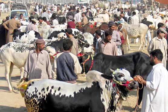 Animal sale picks up as Eid approaches