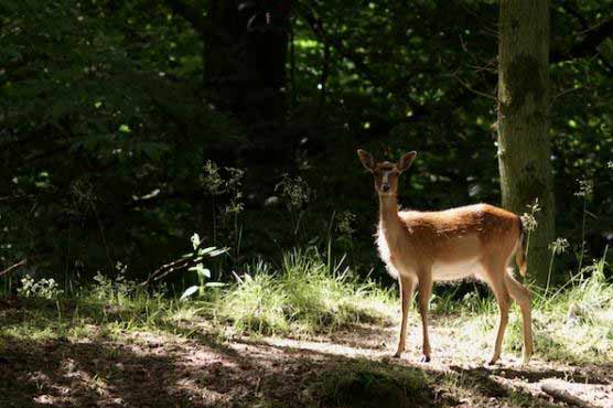 Suit filed to block deer shoot in Washington Park