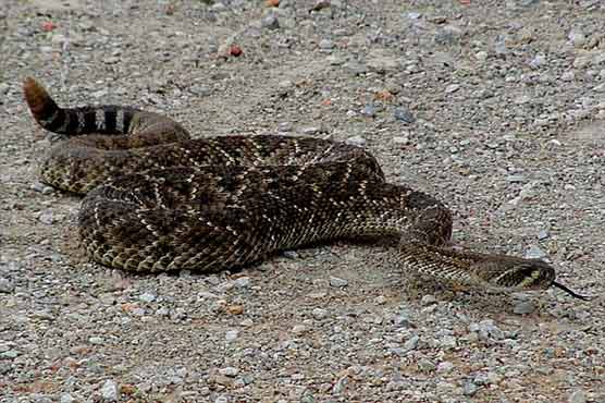 Snake in mail bag rattles post office staff 
