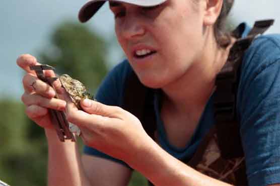 New York's new environmental 'hero' the oyster 